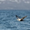 Kajka morska - Somateria mollissima - Common Eider 2285